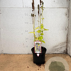 Agastache 'Blue Fortune' GM 2,0L
