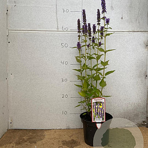 Agastache 'Blue Fortune' GM 2,0L