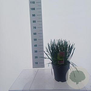 Allium 'Millenium' 20-25 cm 6,5L