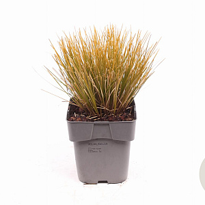 Carex testacea 'Prairie Fire' GM 2,0L