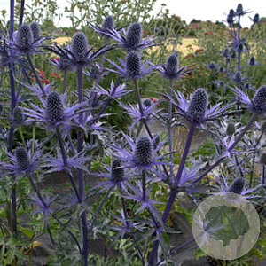 Eryngium zabelii 'Big Blue' GM 2,0L