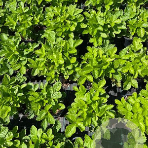 Fragaria vesca GM 2,0L
