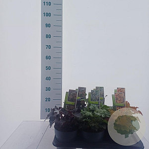 Heuchera Gemengd 15-20 cm 2,0L