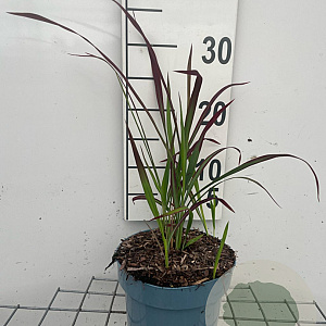 Imperata cylindrica 'Red Baron' GM 2,0L