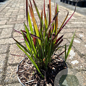 Imperata cylindrica 'Red Baron' GM 2,0L