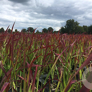 Imperata cylindrica 'Red Baron' GM P9