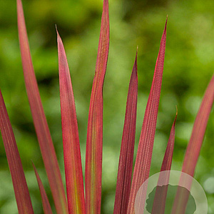 Imperata cylindrica 'Red Baron' GM P9