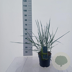 Leymus arenarius 'Blue Dune' 30-40 cm 6,5L