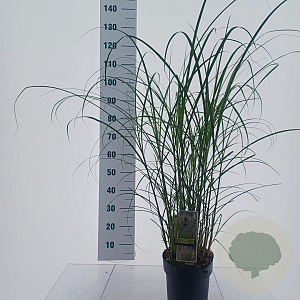 Miscanthus sin. 'Serengeti' 120-130 cm 6,5L