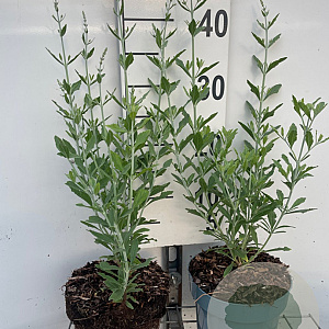 Perovskia atripl. 'Little Spire' GM 2,0L