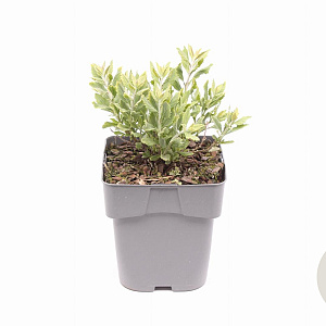 Perovskia atripl. 'Little Spire' GM 2,0L