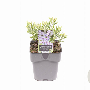 Perovskia atripl. 'Little Spire' GM 2,0L
