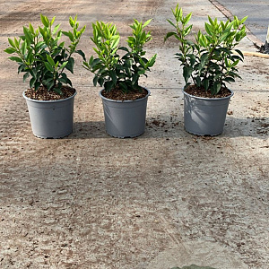 Prunus l. 'Angustifolia' 20-30 cm 3,0L