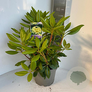 Rhododendron yakushimanum 30-40 cm P23 B kwaliteit