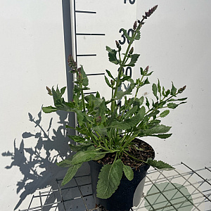 Salvia nem. 'Rose Queen' GM 2,0L