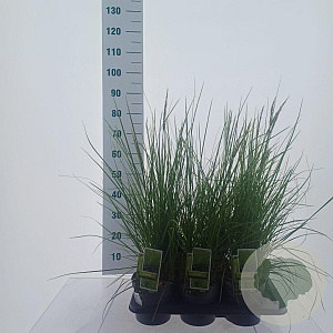 Sesleria 'Greenlee' 70-80 cm 2,5L