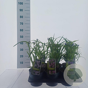 Tradescantia andersoniana Gemengd 40-50 cm 2,0L