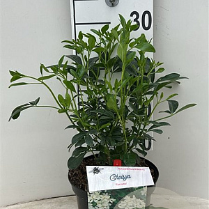 Choisya ternata 25-30 cm 3,5L