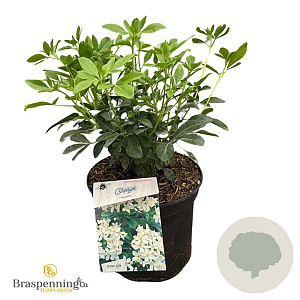 Choisya ternata 30-40 cm 5,0L struik