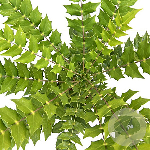 Mahonia media 'Winter Sun' 25-30 cm 2,5L