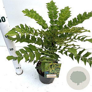 Mahonia media 'Winter Sun' 25-30 cm 2,5L