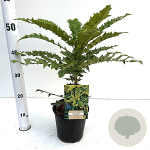 Mahonia media 'Winter Sun' 25-30 cm 2,5L