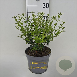 Osmanthus burkwoodii 30-40 cm 3,0L
