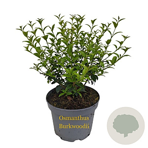 Osmanthus burkwoodii 30-40 cm 3,0L