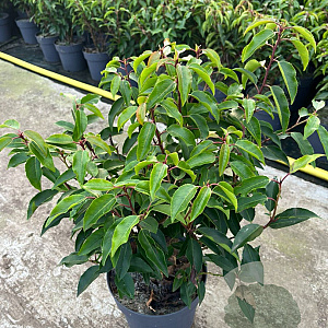 Prunus l. 'Angustifolia' 30-40 cm 3,0L