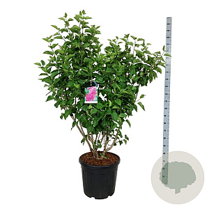 Syringa v. 'And. an Ludwig Späth' 125-150 cm cont. 55L extra