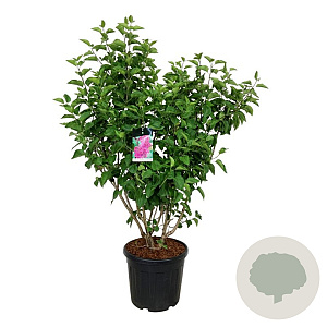 Syringa v. 'And. an Ludwig Späth' 125-150 cm cont. 55L extra