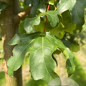 Acer campestre 'Elsrijk' 10-12 HO draadkluit