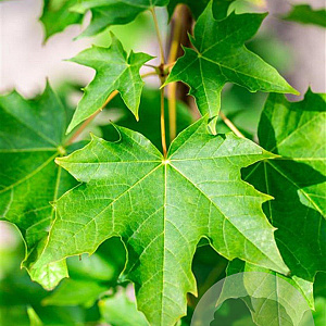 Acer plat. 'Emerald Queen' 12-14 HO draadkluit