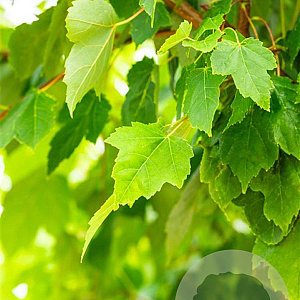 Acer rubrum 'Scanlon' 10-12 HO draadkluit