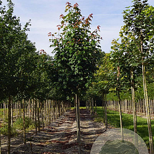 Acer rubrum 'Scanlon' 10-12 HO draadkluit