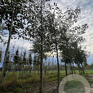 Alnus glutinosa 14-16 HO draadkluit