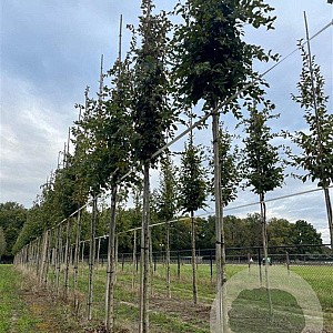 Carpinus betulus 14-16 HO draadkluit