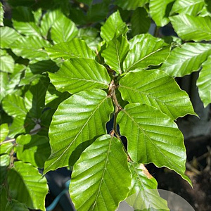 Fagus sylvatica 14-16 HO draadkluit