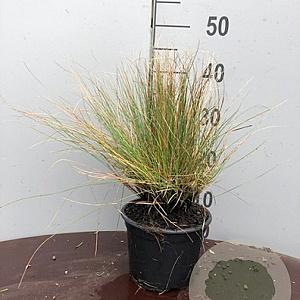 Festuca glauca GM P9
