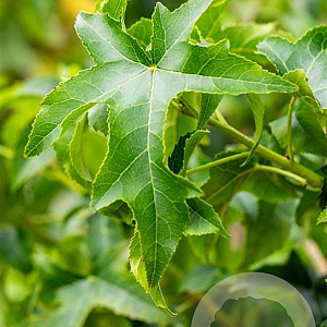 Liquidambar s. 'Lane Roberts' 16-18 HO draadkluit
