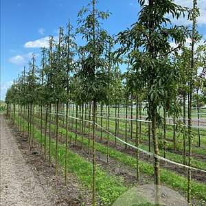 Malus toringo 'Brouwers Beauty' 10-12 HO draadkluit