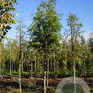 Metasequoia glyptostroboides 16-18 HO draadkluit