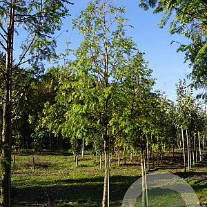 Metasequoia glyptostroboides 20-25 HO draadkluit