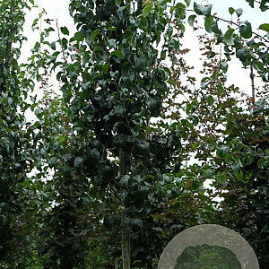 Pyrus c. 'Beech Hill' 14-16 HO draadkluit