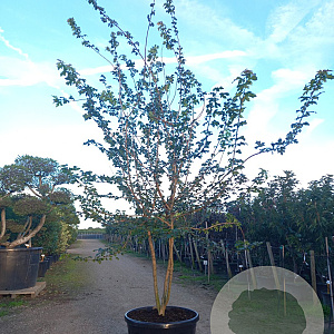 Acer campestre 300-350 cm cont. 130L meerstammig