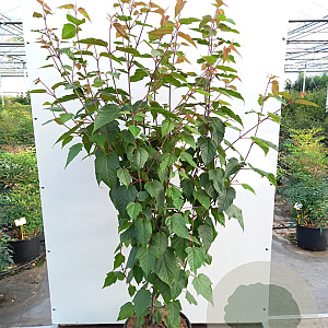 Acer capillipes 175-200 cm cont. 110L meerstammig