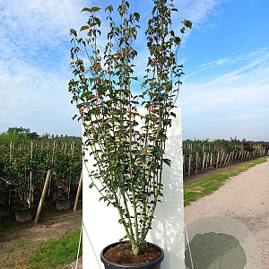 Acer davidii 150-175 cm cont. 70L meerstammig