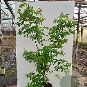 Acer griseum 125-150 cm cont. 70L meerstammig