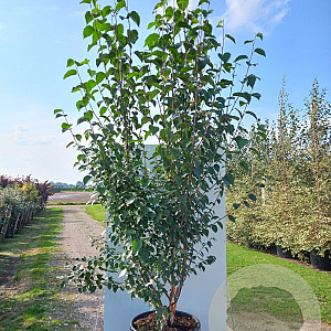 Betula albosin. 'Fascination' 175-200 cm cont. 70L meerstammig