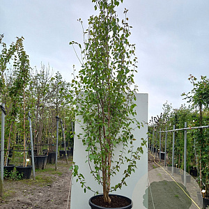 Betula utilis 'Doorenbos' 250-300 cm cont. 110L meerstammig